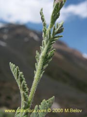 Image of Unidentified Plant #2408 ()