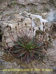 Image of Plantago barbata ()