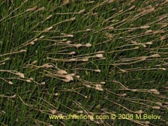 Image of Unidentified Plant #2335 ()
