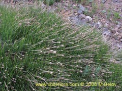 Image of Unidentified Plant #2335 ()