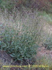 Image of Unidentified Plant #2336 ()