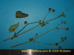 Image of Unidentified Plant #2336 ()