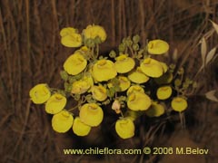 Bild von Calceolaria nudicaulis ()