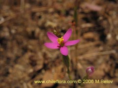 Imgen de Planta no identificada #2339 ()
