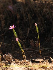 Imgen de Planta no identificada #2339 ()