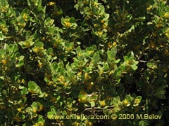 Image of Azara dentada (Aromo de Castilla/Corcoln)