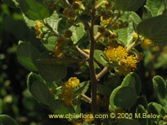 Image of Azara dentada (Aromo de Castilla/Corcoln)