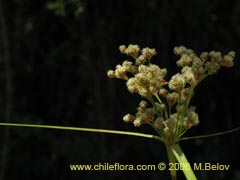 Image of Unidentified Plant #1874 ()