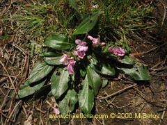 Image of Stenandrium dulce (Hierba de la piada)