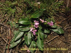 Image of Stenandrium dulce (Hierba de la piada)