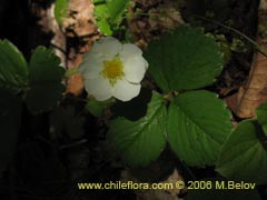Bild von Fragaria chiloensis (Frutilla silvestre)