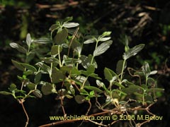 Image of Unidentified Plant #2343 ()