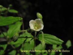 Image of Unidentified Plant #2343 ()