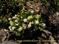Image of Unidentified Plant #2409 ()