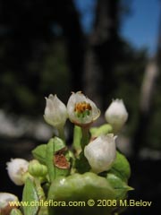 Image of Unidentified Plant #2409 ()