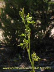 Image of Chloraea sp. #1544 ()