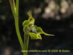 Image of Chloraea sp. #1544 ()