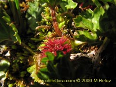 Bild von Gunnera magellanica (Pangue enano/Palacoazir)