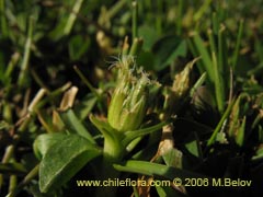 Image of Unidentified Plant #2344 ()