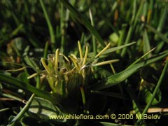 Image of Unidentified Plant #2344 ()