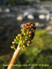 Image of Gunnera magellanica (Pangue enano/Palacoazir)