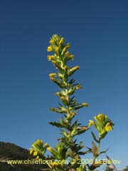 Bild von Parentucellia viscosa (Pegajosa/Bartsia amarilla)