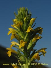Bild von Parentucellia viscosa (Pegajosa/Bartsia amarilla)