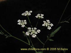 Image of Unidentified Plant #2345 ()