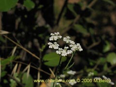 Image of Unidentified Plant #2345 ()