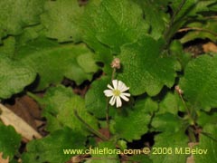 Bild von nicht bestimmte Pflanze #2411 ()