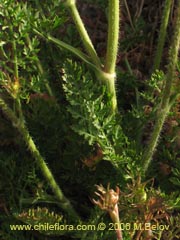 Image of Daucus carota (Zanahoria silvestre)