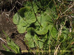 Bild von Calceolaria filicaulis (Capachito de las vegas/Arguenita)