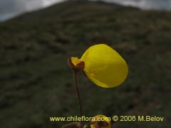 Bild von Calceolaria filicaulis (Capachito de las vegas/Arguenita)