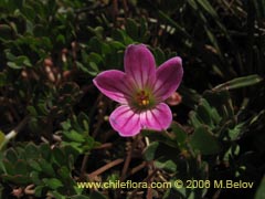 Bild von Geranium sessiliflorum (Core-core de flores cortas)