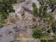 Image of Austrocactus philippii (Hiberno)