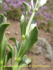 Bild von Valeriana graciliceps ()