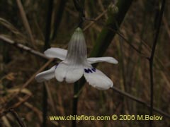 Bild von Conanthera campanulata (Pajarito del campo)