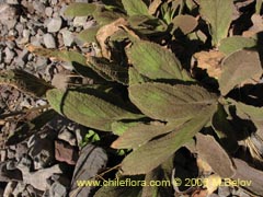 Bild von Calceolaria paralia (Capachito de las vegas/topa-topa)