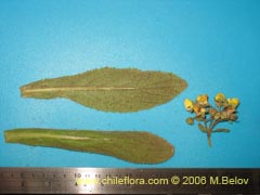 Bild von Calceolaria paralia (Capachito de las vegas/topa-topa)