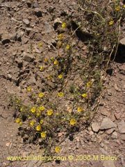 Image of Scyphanthus elegans (Monjita)