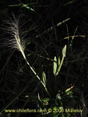 Image of Unidentified Plant #1902 ()