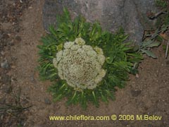 Bild von Nastanthus agglomeratus (Coliflor del cerro)