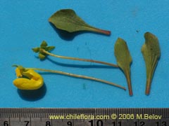 Bild von Calceolaria polyrhiza ()