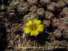 Image of Oxalis sp.  #1679 ()