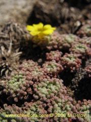 Image of Oxalis sp.  #1679 ()