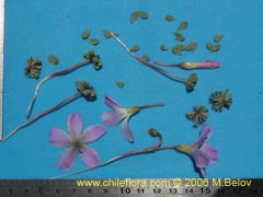 Bild von Oxalis adenophylla (Culle)