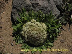 Bild von Nastanthus agglomeratus (Coliflor del cerro)