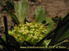 Image of Azorella trifoliolata ()