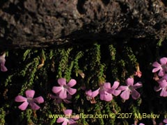 Bild von Ourisia microphylla (Flor de las rocas)