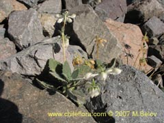 Bild von Loasa pallida (Ortiga caballuna blanca)